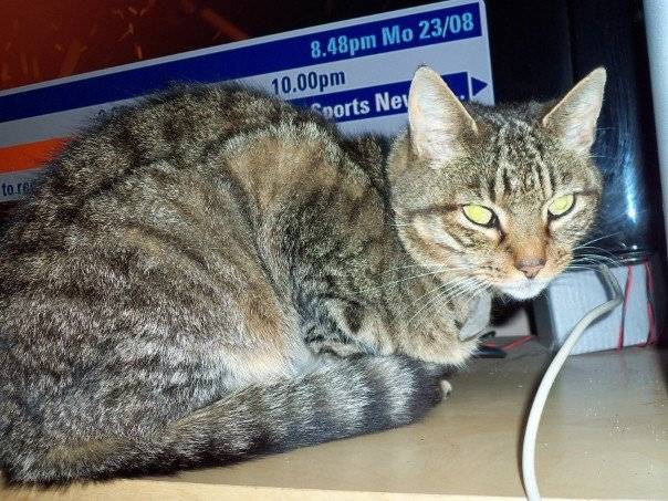 Stan - Mâle (14 ans)