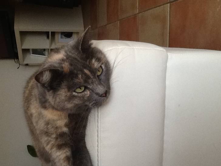 Sassi - (8 ans)
