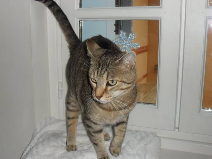 Typere - Mâle (6 ans)