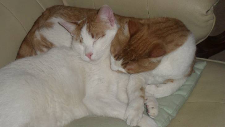 boris y yacki - Mâle (2 ans)