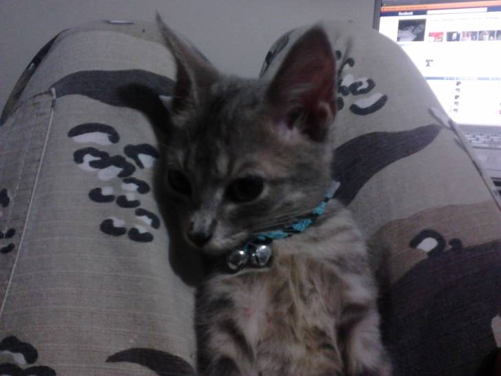 Milo - Mâle (8 mois)
