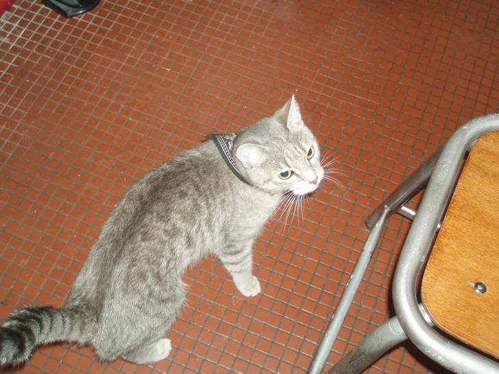 Bouillette - (2 ans)