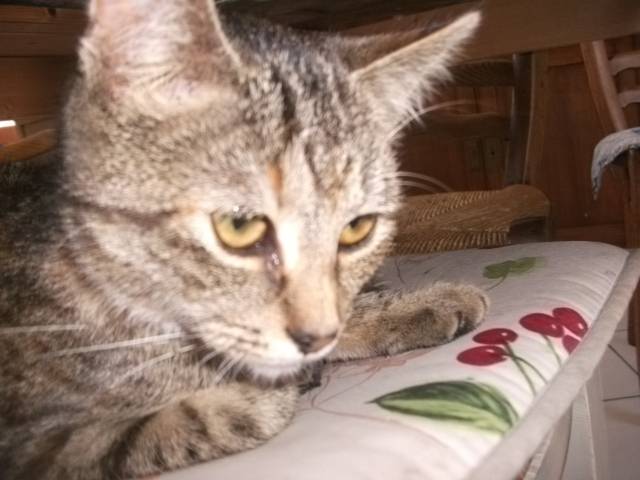 mon chat - (5 mois)