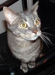Kitty - (3 ans)