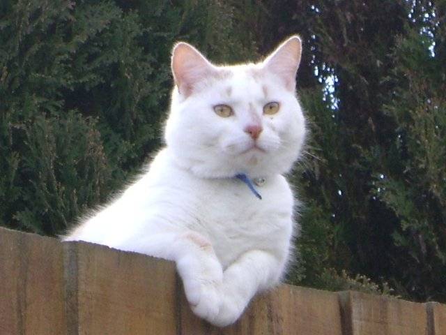 Timmy - Mâle (2 ans)