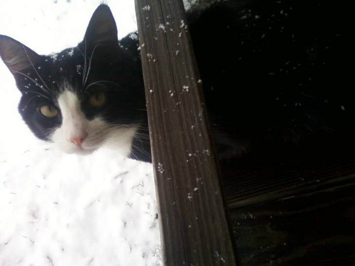 My Cute Cat - Mâle (3 ans)