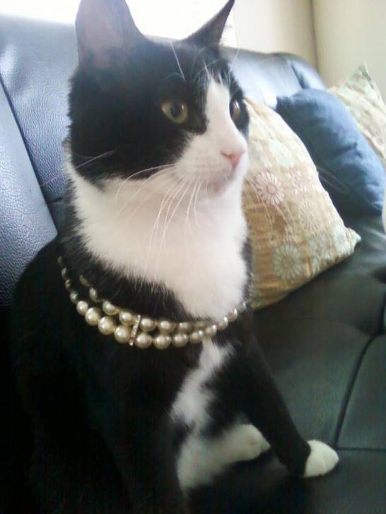 My Cute Cat 2 - Mâle (3 ans)
