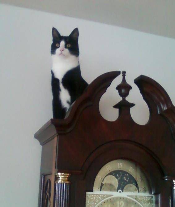 My Cute Cat 3 - Mâle (3 ans)