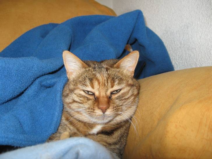 Canaille - (9 ans)