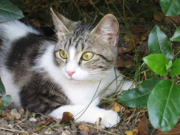 finka - (3 ans)