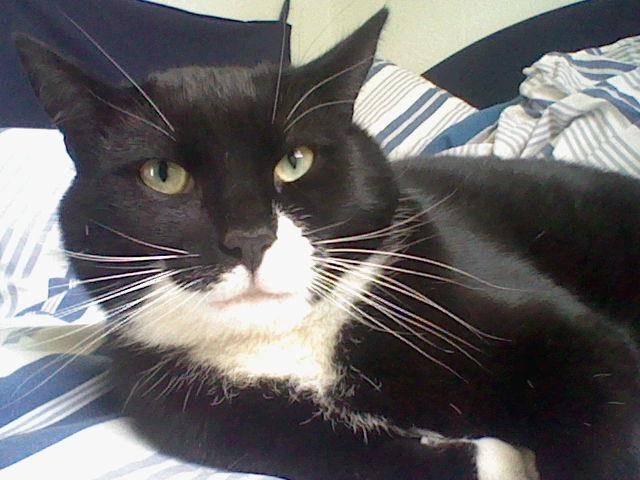 Zorro - Mâle (2 ans)