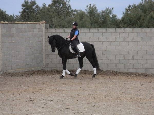 Abanico - Mâle (5 ans)