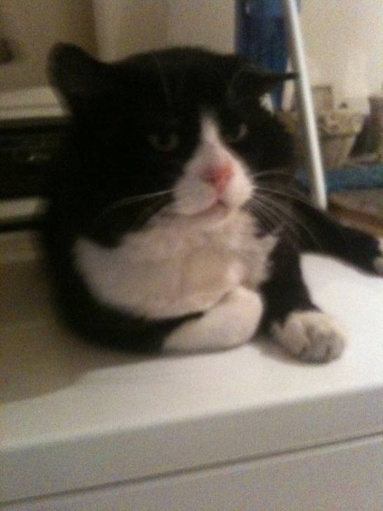 Mittens - (2 ans)