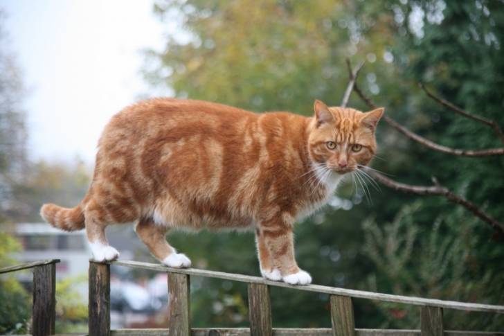 Bubbie - Mâle (7 ans)