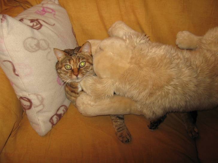 Canaille - (9 ans)