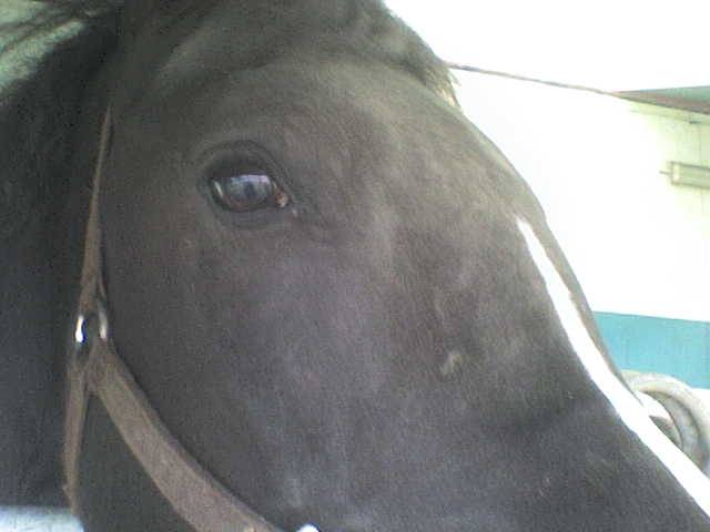 luna - (2 ans)