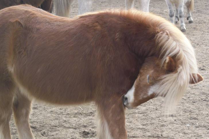 Bill - Mâle (7 ans)