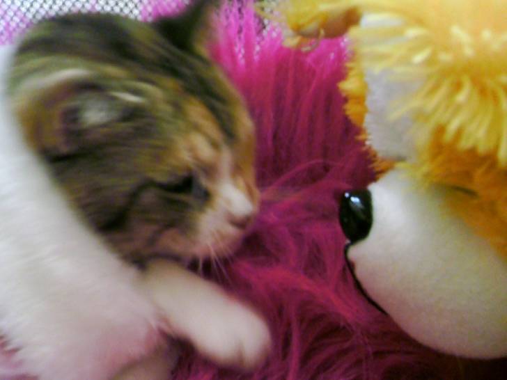 Pepper - (5 ans)