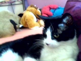 Jeffy - Mâle (4 ans)