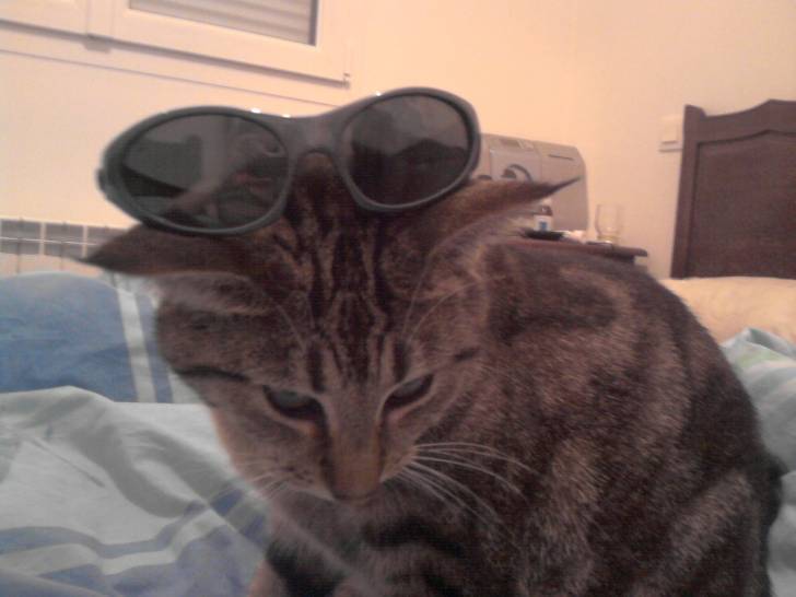 Minette - (3 ans)