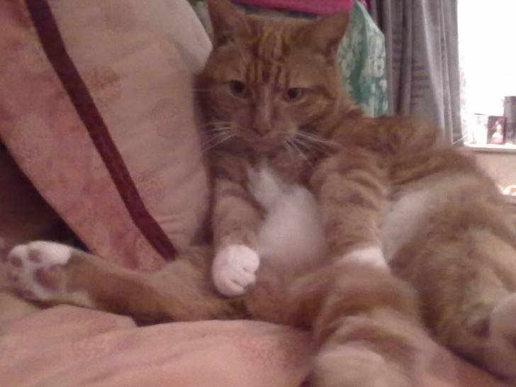 Bubbie Again - Mâle (7 ans)