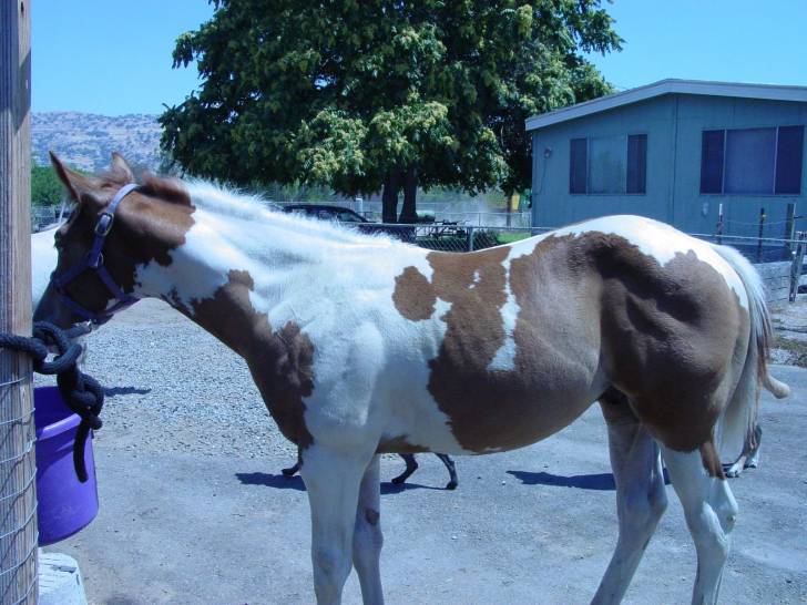 Stormy - Mâle (2 ans)