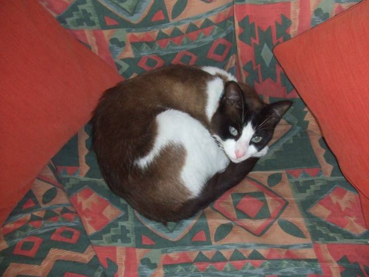 Franco - Mâle (7 ans)