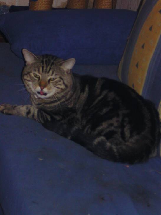 Tommy - Mâle (2 ans)