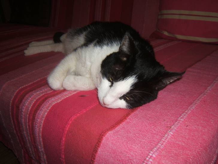felix - Mâle (5 ans)
