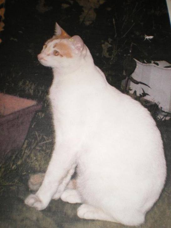 Sauvage - Mâle (4 ans)
