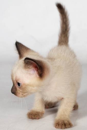 hymes a little guy - Mâle (2 mois)