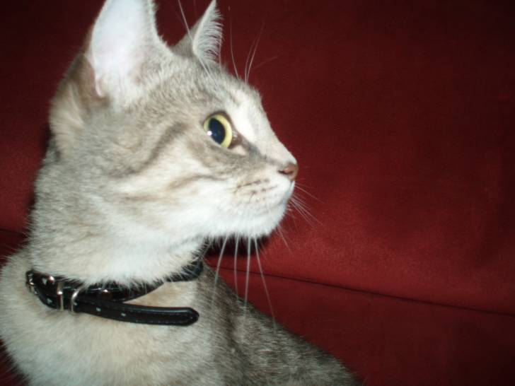 Bouillette - (2 ans)