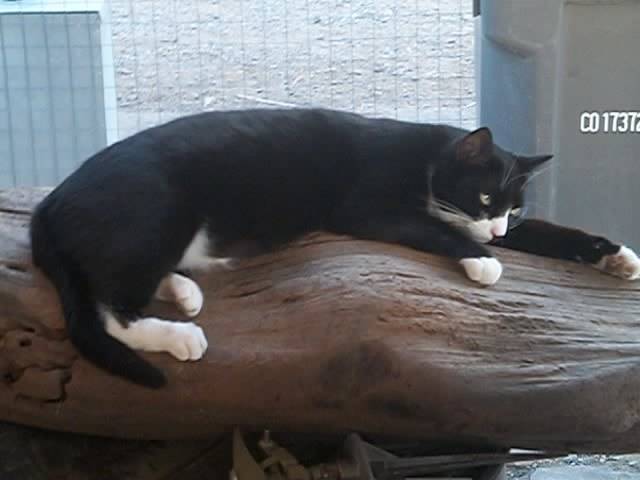 eddwerd - Mâle (2 ans)