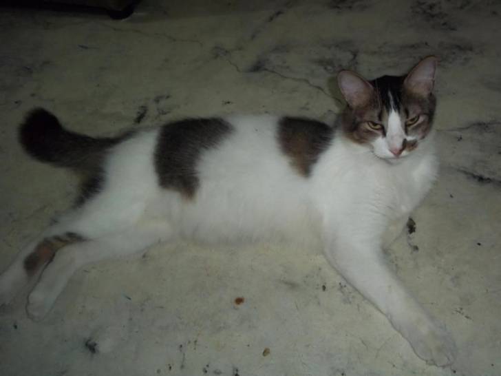 tato - Mâle (5 ans)