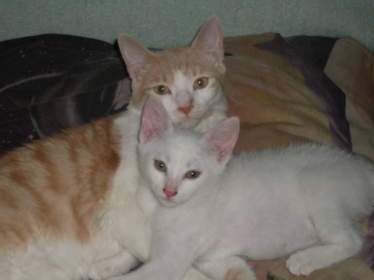 turbo et onix - Mâle (8 mois)