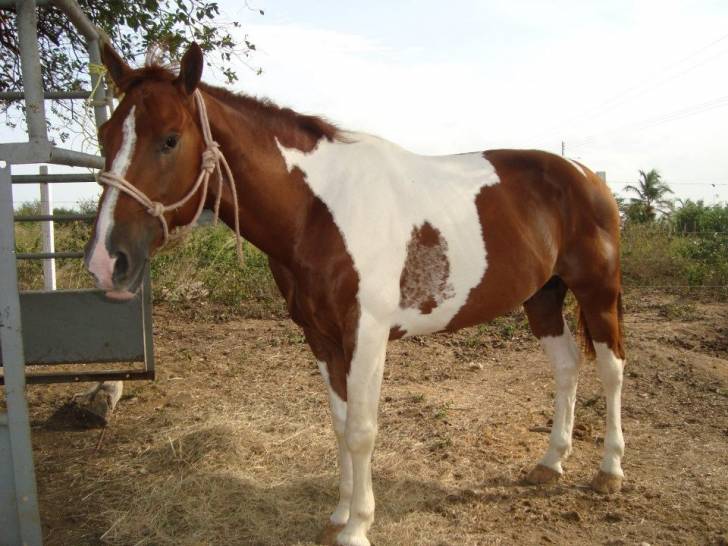 geronimo - Mâle (3 ans)