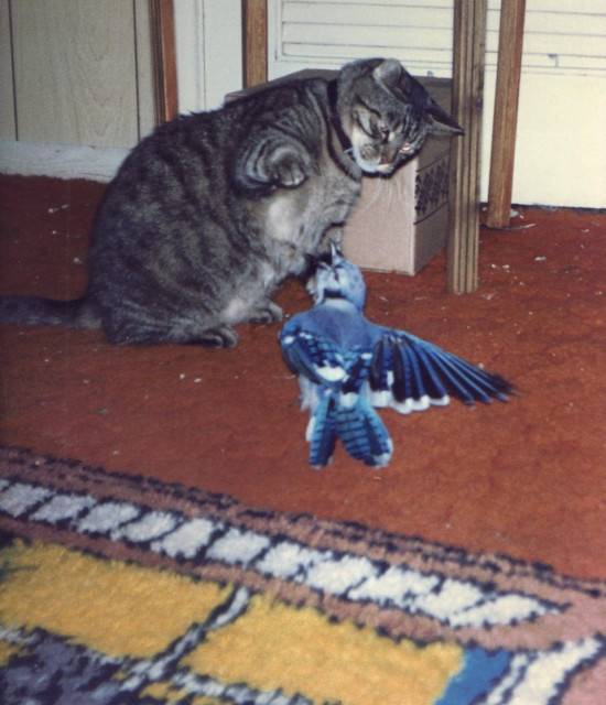 Kit Kat - (5 ans)
