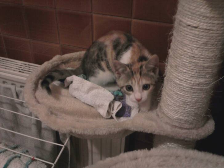 Feline - (4 mois)
