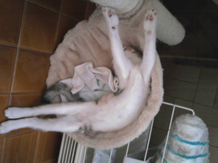Feline - (4 mois)