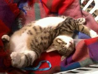 mon petit bébé - Mâle (3 mois)