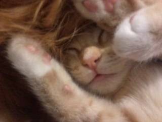 Softpaws - (8 mois)