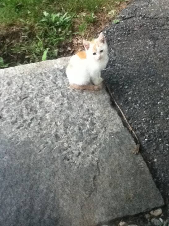 Baby - Mâle (3 mois)