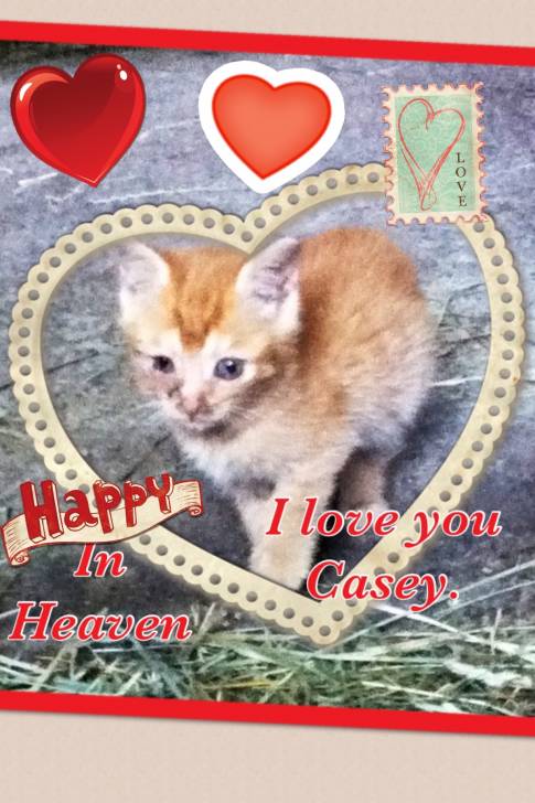 Casey - (7 mois)