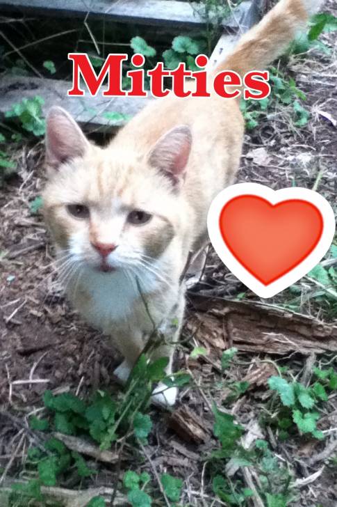 Mitties - Mâle (3 ans)
