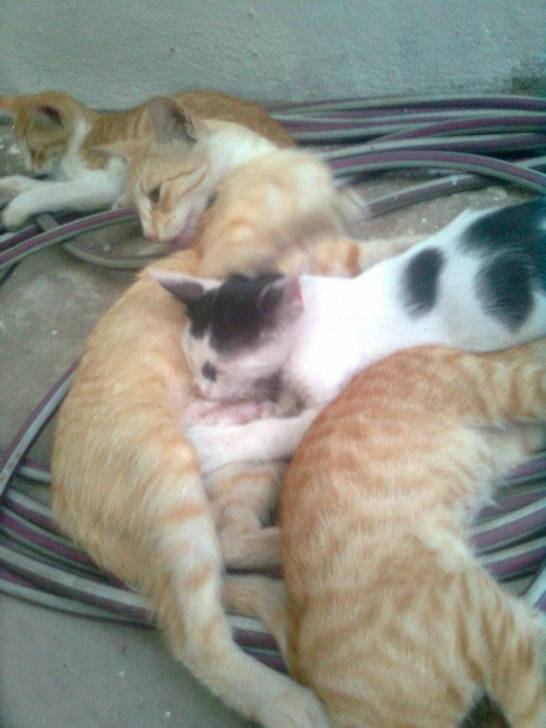 Oliver (el negro con blanco) - Mâle (2 mois)