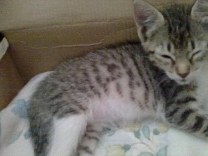 Chui - (3 mois)