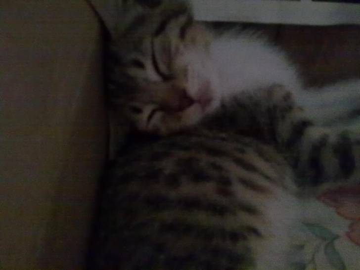 Chui - (3 mois)