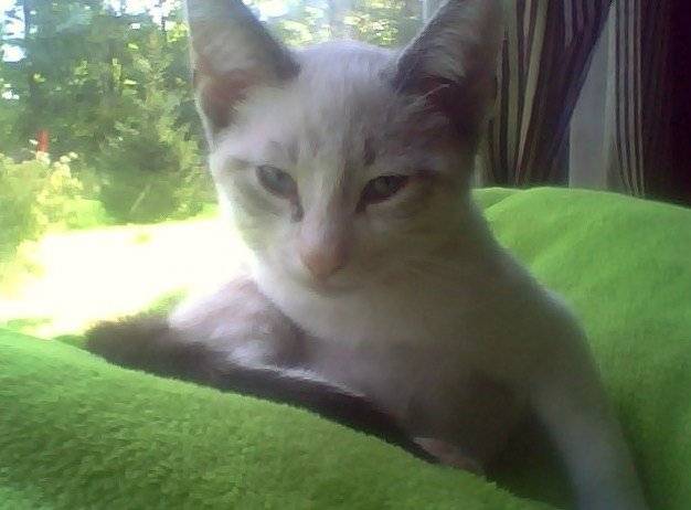 Puss In Boots - Mâle (1 an)