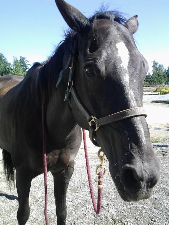 Ari - Mâle (10 ans)