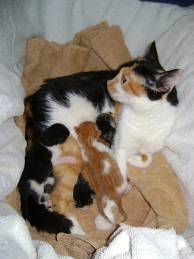 sweetpie - (2 ans)